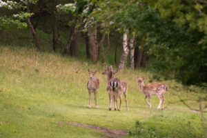 014-2014-05-04 Amsterdamse waterleidingduinen Les 6