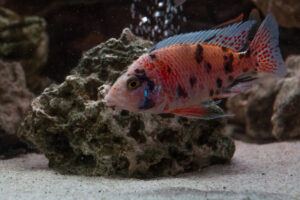 014-2014-12-18 Aquaria Hans Eijken