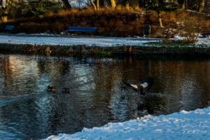 014-2014-12-28 Sneeuw Zuiderpark EO