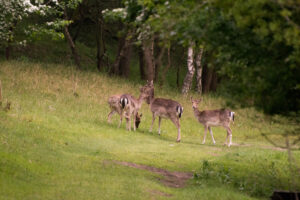 015-2014-05-04 Amsterdamse waterleidingduinen Les 6