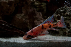 015-2014-12-18 Aquaria Hans Eijken