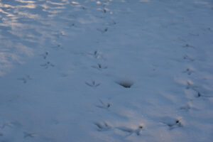015-2014-12-28 Sneeuw Zuiderpark EO