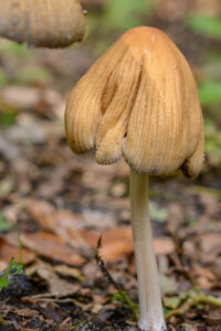 015-2015-09-27 Paddenstoelen