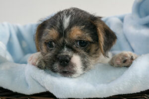 015-2015-12-05 Puppies Iris