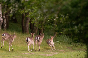 016-2014-05-04 Amsterdamse waterleidingduinen Les 6