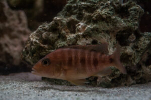 016-2014-12-18 Aquaria Hans Eijken