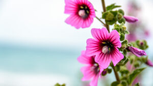016-2015-05-10 Vakantie Corfu
