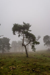 016-2015-11-08 Winterwandeling Rhenen