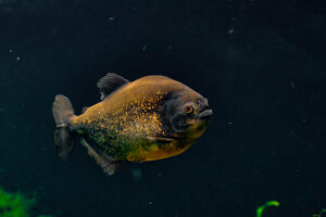 016-2015-12-12 Yill in dierenpark Rhenen