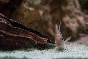 017-2014-12-18 Aquaria Hans Eijken
