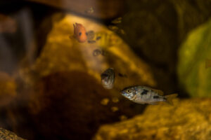 017-2015-01-16 Aquarium