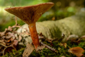 017-2015-09-27 Paddenstoelen
