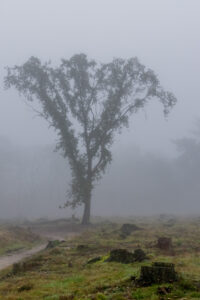 017-2015-11-08 Winterwandeling Rhenen