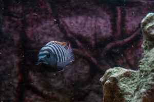 018-2014-12-18 Aquaria Hans Eijken