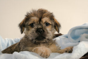 018-2015-12-05 Puppies Iris