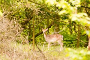 019-2014-05-04 Amsterdamse waterleidingduinen Les 6