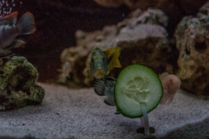 019-2014-12-18 Aquaria Hans Eijken