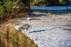 019-2014-12-28 Sneeuw Zuiderpark EO