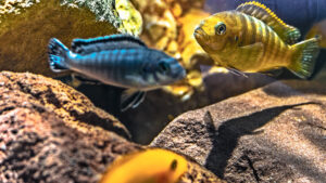 019-2015-01-17 Aquarium