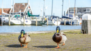 019-2015-04-12 Marken