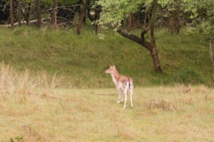 020-2014-05-04 Amsterdamse waterleidingduinen Les 6