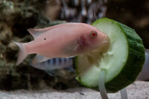 020-2014-12-18 Aquaria Hans Eijken