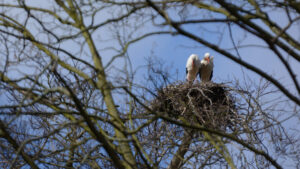 020-2015-03-22 Park Overvoorde