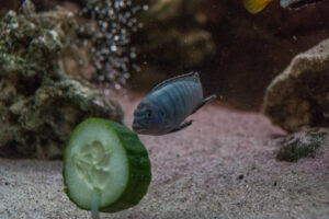 021-2014-12-18 Aquaria Hans Eijken