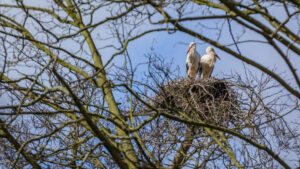 021-2015-03-22 Park Overvoorde