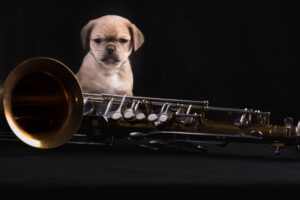 021-2015-12-06 Puppie shoot