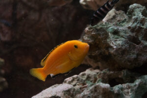 022-2014-12-18 Aquaria Hans Eijken