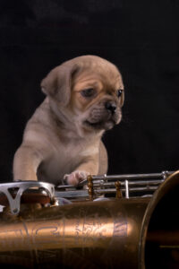 022-2015-12-06 Puppie shoot