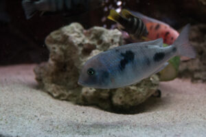 023-2014-12-18 Aquaria Hans Eijken