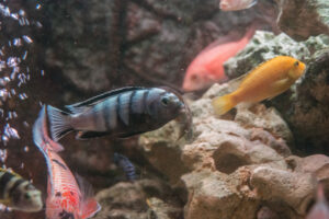 024-2014-12-18 Aquaria Hans Eijken