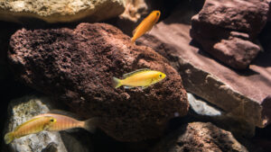 024-2015-01-17 Aquarium