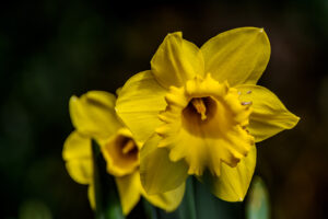 024-2015-03-22 Park Overvoorde