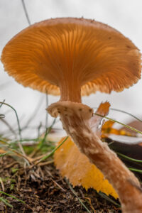 024-2015-11-08 Winterwandeling Rhenen