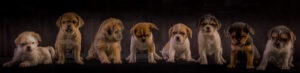 024-2015-12-06 Puppie shoot