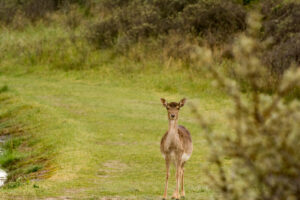 025-2014-05-04 Amsterdamse waterleidingduinen Les 6