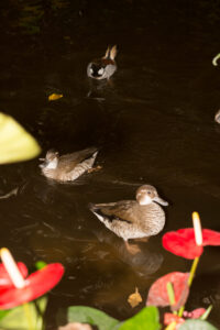 025-2014-08-17 Vlinders aan de Vliet