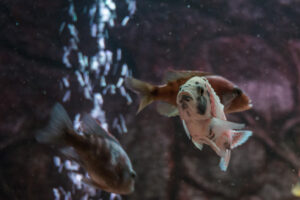 025-2014-12-18 Aquaria Hans Eijken