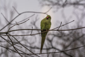 025-2015-02-14 Jo en Jose Park Overvoorde