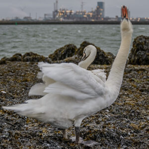 025-2015-07-12 Hoek van Holland