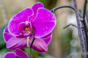 025-2015-11-28 Weerribben en Orchideenhoeve