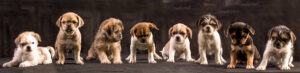 025-2015-12-06 Puppie shoot