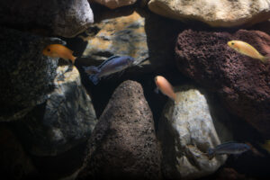 026-2015-01-17 Aquarium