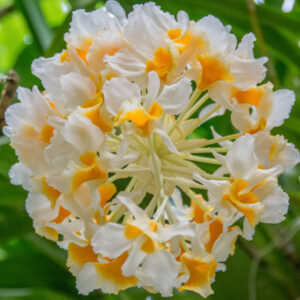 026-2015-11-28 Weerribben en Orchideenhoeve