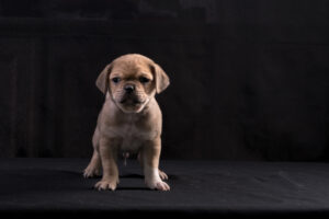 026-2015-12-06 Puppie shoot