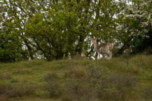 027-2014-05-04 Amsterdamse waterleidingduinen Les 6
