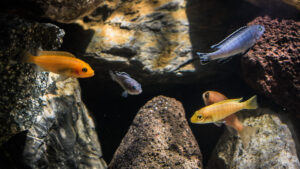 027-2015-01-17 Aquarium